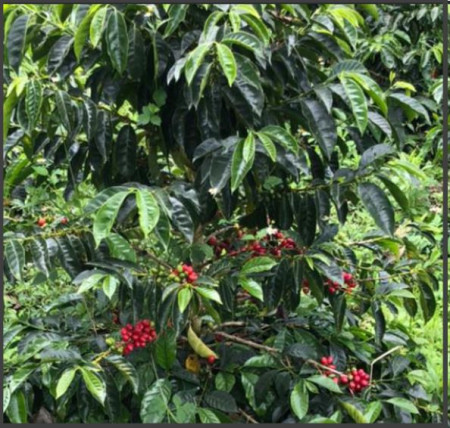 COLUMBIA Excelso Huila Terra Verde - Img 2