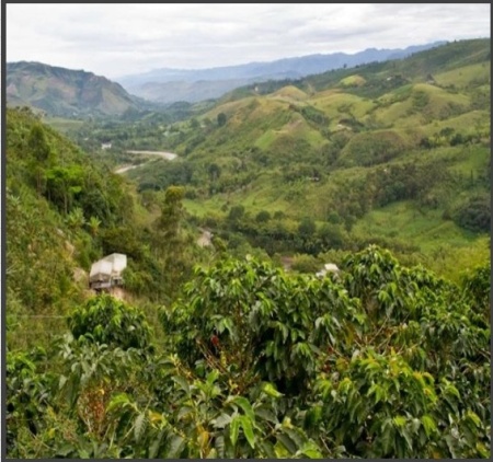 COLUMBIA Finca El Diamante Anaerobic Natural - Img 3