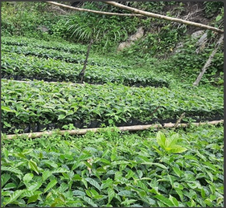 COLUMBIA Huila Finca El Triunfo Pink Bourbon - Img 4