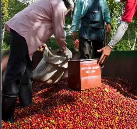 COSTA RICA Aquiares Estate Esperanza Anaerobic Natural - Img 2