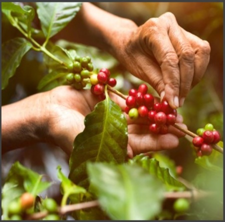 DECAF COLUMBIA CO2 - Img 3