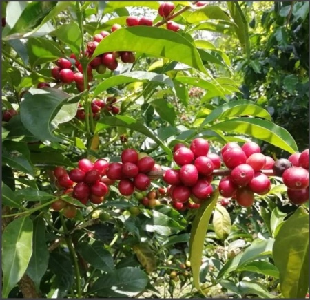 ETIOPIA Guji Abyssinia Mocca - Img 3