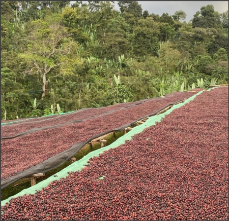 ETIOPIA Sidamo Shantawene Gr 1 Fermented Washed - Img 3
