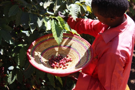 ETIOPIA Yirgacheffe Chelbessa Natural Gr 1 - Img 3