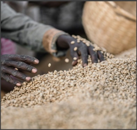 ETIOPIA Yirgacheffe Chelchele Gr. 1 - Img 6