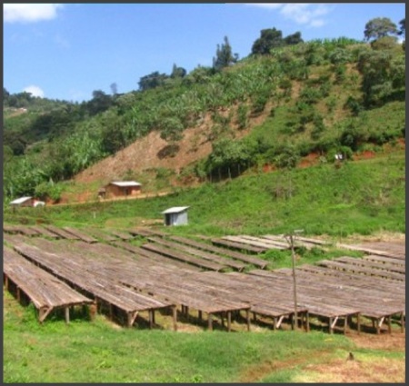 ETIOPIA Yirgacheffe Sigiga Organic - Img 4