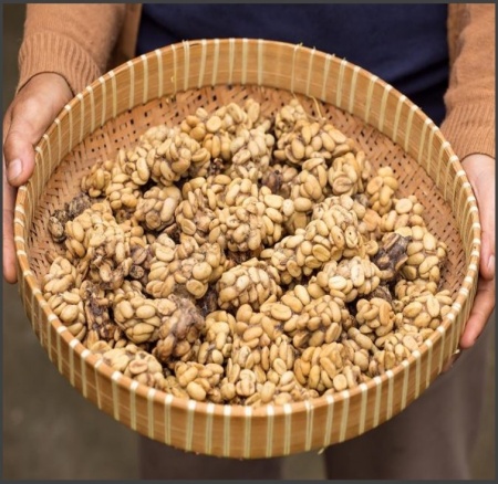 INDONESIA – Sumatra Kopi Luwak – The Jewel of Indonesian Coffee - Img 3