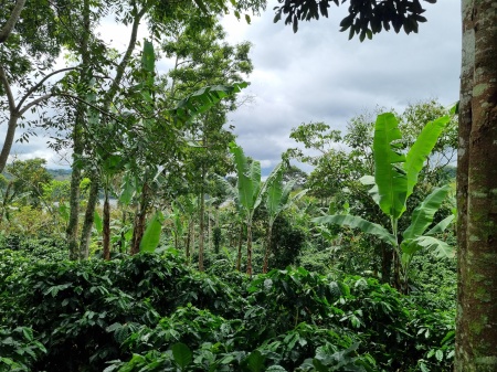 Nicaragua Jinotega La Esmeralda - Img 2