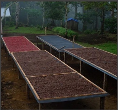 PANAMA Chiriquí Finca Mi Finquita Washed - Img 4