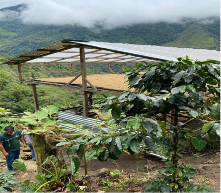 PERU Cajamarca Finca Gramalotal Gesha - Img 2