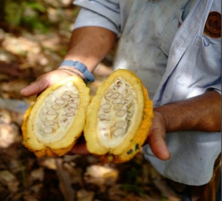 Raw Cocoa Beans-COLOMBIA Antioqua Finca Betulia B9 100% White Genetics - Img 4
