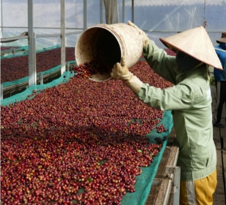 VIETNAM Langbiang Zanya Farm Lavender Co-fermented - Img 3