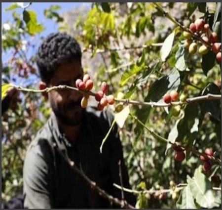 YEMEN Mocha Matari Grade A+ - Img 4