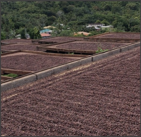 Artisanal Chocolate Bean to Bar -  GRENADA Mount Horn - BRONZE WINNER 2025@Chocawards - Img 4