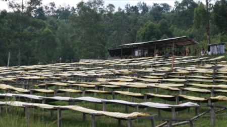 BURUNDI Gakenke Kayanza Washed - Img 3