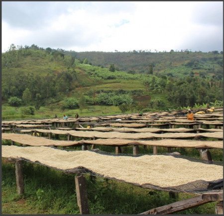BURUNDI Yandaro Kayanza - Img 2