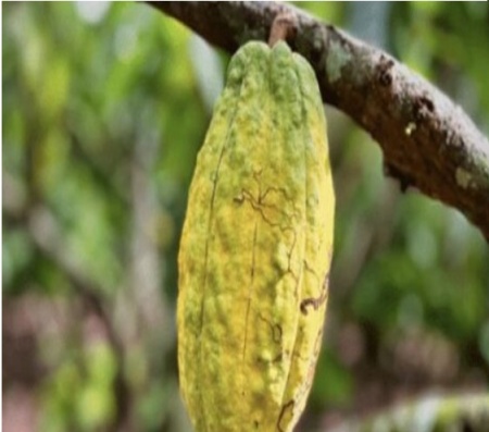 CACAO Boabe Crude - REPUBLICA DOMINICANA Puerto Plata Taino Soliman - Img 5