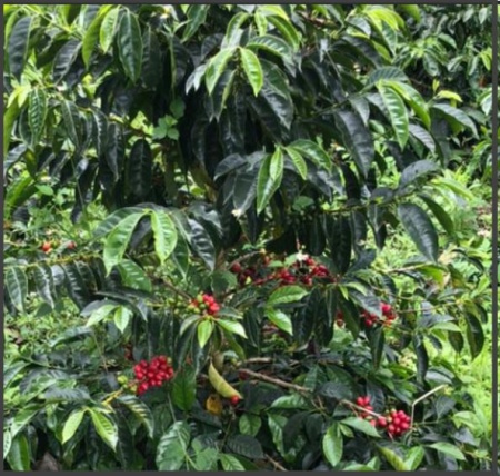 COLUMBIA Excelso Huila Terra Verde - Img 2