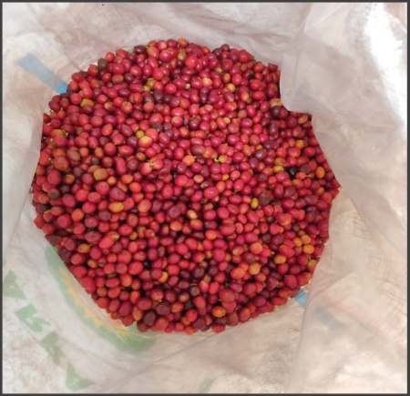 COLUMBIA Huila Finca El Mirador Pink Bourbon