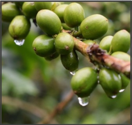 COLUMBIA Huila Finca El Rosal Natural - Img 2