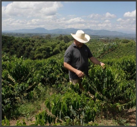 COLUMBIA Risaralda Finca Milan Captain Mark - Img 4