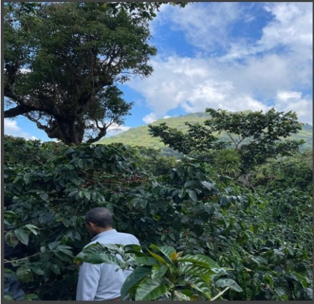 EL SALVADOR Finca Puerto Arturo Anaerobic Natural - Img 3