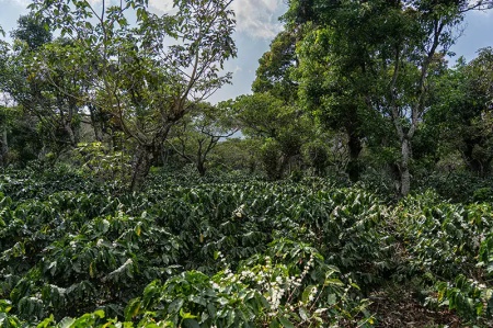 EL SALVADOR Finca San Francisco Anaerobic Natural 88.5 pc - Img 2