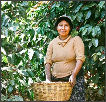 EL SALVADOR Finca San Francisco Anaerobic Washed 87.5 pc - Img 4