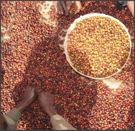 ETIOPIA Guji Abyssinia Mocca - Img 4
