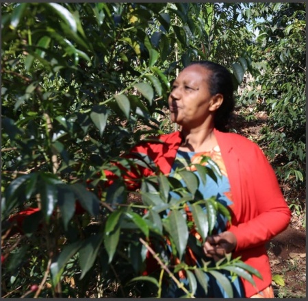 ETIOPIA Sidamo Shantawene Gr 1 Fermented Washed - Img 2