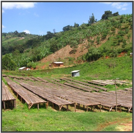 ETIOPIA Sidamo West Arsi Nensebo Refisa Washed - Img 3