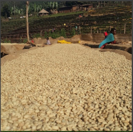 ETIOPIA Yirgacheffe Aricha Washed Gr.2 - Img 4