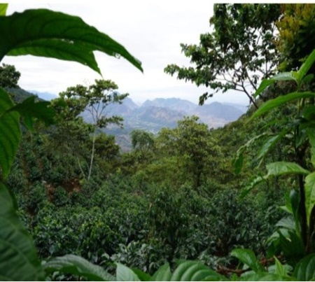 GUATEMALA Huehuetenango Las Amapolas - Img 3