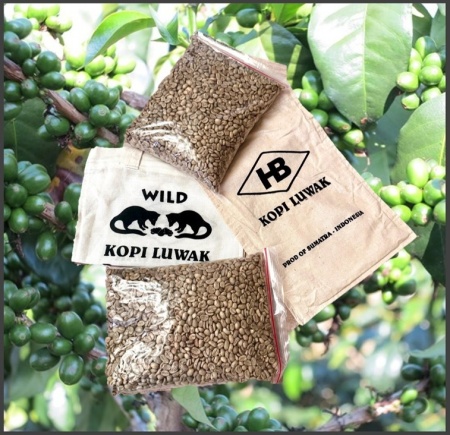 INDONESIA – Sumatra Kopi Luwak – The Jewel of Indonesian Coffee - Img 4