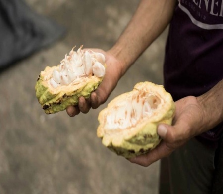 RAW COCOA BEANS - ECUADOR Hacienda Limón - Img 2