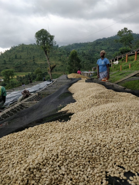 RWANDA Bugoyi Baho Red Bourbon - Img 2