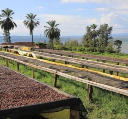 RWANDA Robusta Imbaraga - Img 4