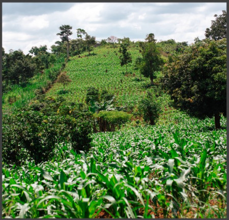 UGANDA Robusta Specialty - Img 2