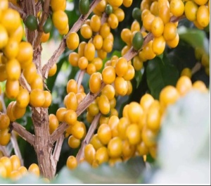 BRAZIL Fazenda Quilombo Aroeira Yellow Bourbon - Img 3
