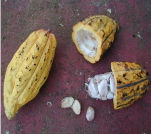 CACAO Boabe Crude - REPUBLICA DOMINICANA Puerto Plata Taino Soliman - Img 2