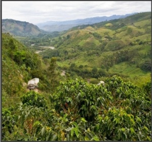 COLUMBIA Finca El Diamante Anaerobic Natural - Img 3