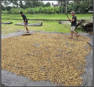COLUMBIA Finca Yarumal Gesha Natural