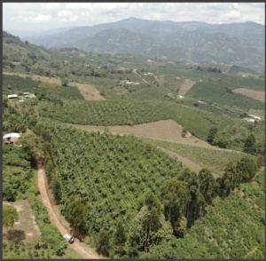 COLUMBIA Huila Finca El Recreo Honey Caturron - Img 2