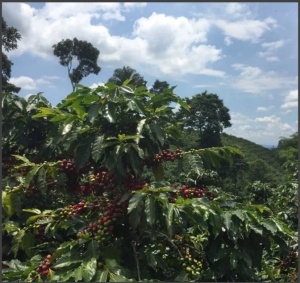 COLUMBIA Huila Finca Villa Betulia Anaerobic Natural - Img 2
