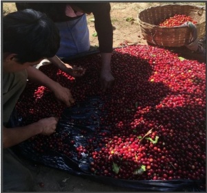 EL SALVADOR Finca Miramar Anaerobic Honey - Img 3