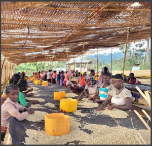 ETIOPIA Guji Uraga RARO Carbonic Maceration - Img 3