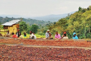 ETIOPIA Sidamo Ato Tona - Img 2