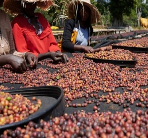 ETIOPIA Sidamo Shantawene Anaerobic Natural 300+ Hours - Img 3