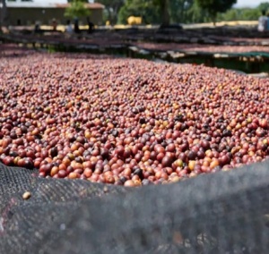 ETIOPIA Sidamo Shantawene Anaerobic Natural Teff - Cereal Ferment - Img 5