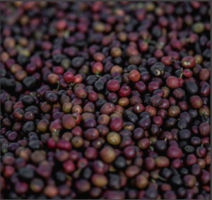 ETIOPIA Yirgacheffe Chelchele Gr. 1 - Img 4